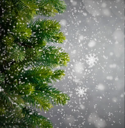 Festive Evergreen Branches Against a Snowy Backdrop