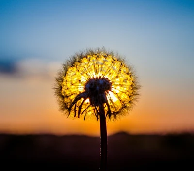 Hintergrundbeleuchteter Löwenzahn vor einem Sonnenuntergangshimmel