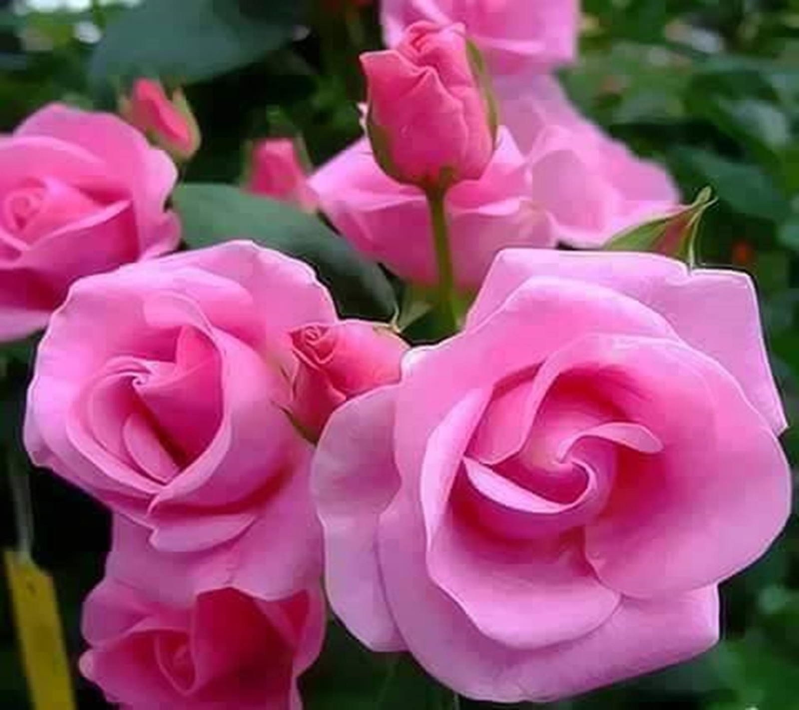 There are many pink roses that are growing in the garden (pink, roses)