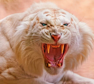 Majestuoso tigre blanco mostrando poderosos colmillos