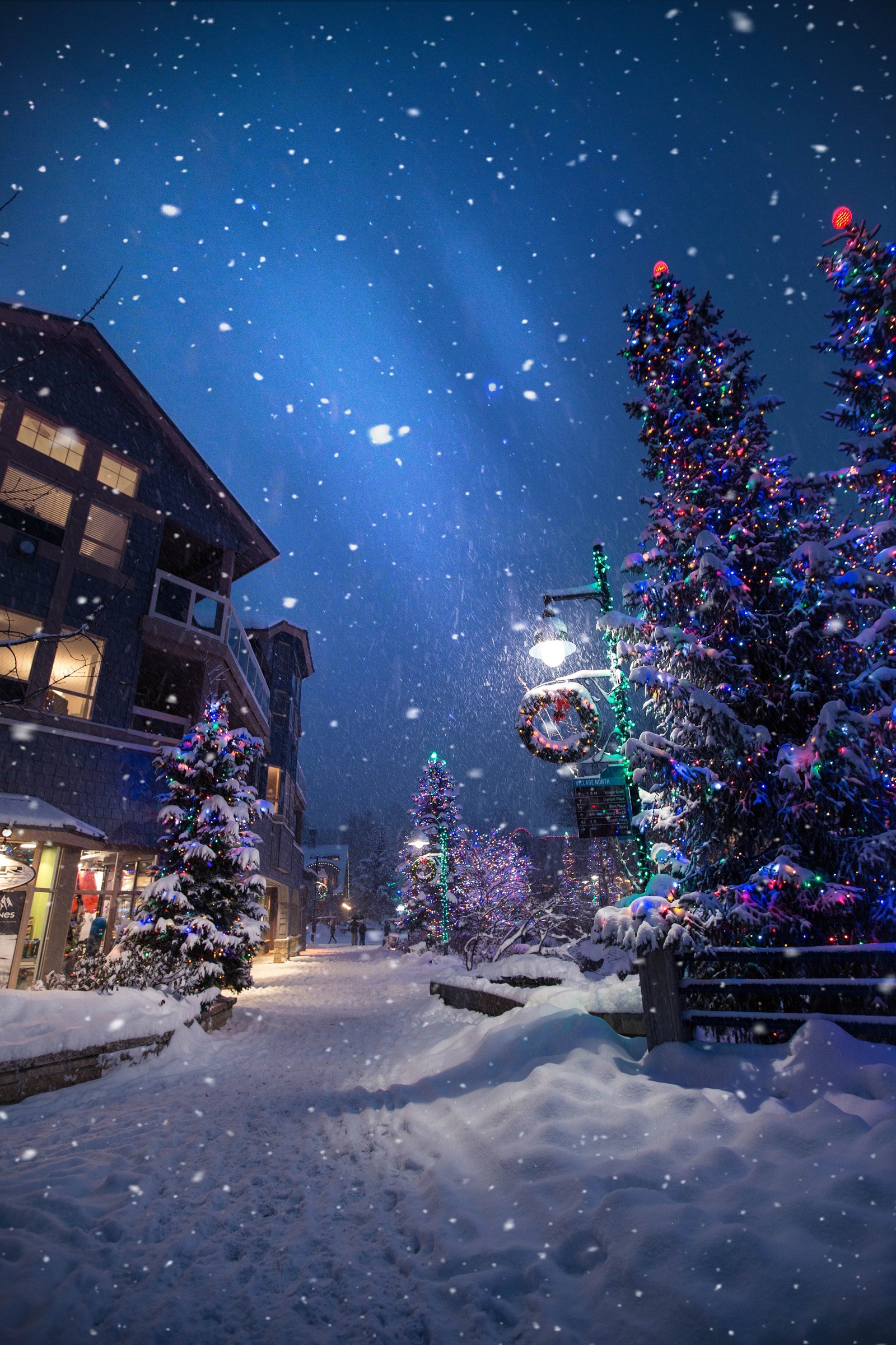 Scène nocturne enneigée avec des arbres de noël et des lumières dans la neige (vacances, noël, hiver, lumières de noël, lumières)