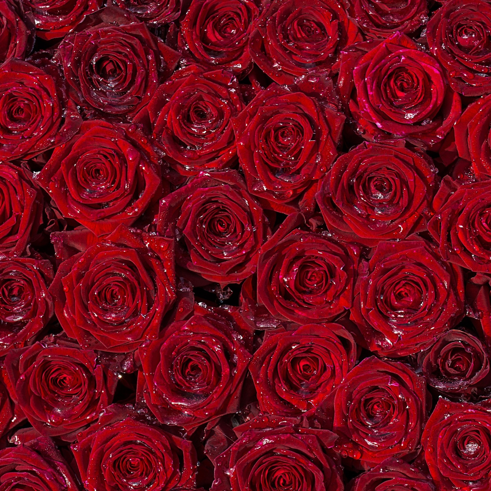 Un gros plan d'un bouquet de roses rouges avec des gouttes d'eau (fleur, plante, rouge, rose, valentin)