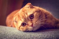 Gros plan d'un chat Scottish Fold avec des yeux expressifs et des moustaches proéminentes, se reposant confortablement sur une surface texturée.