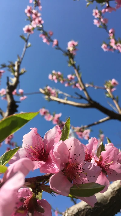 fleur, nature