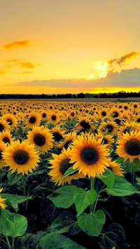 Coucher de soleil sur un champ de tournesols