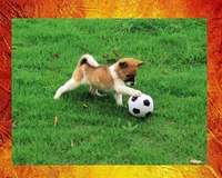 Cachorrinho brincalhão chutando uma bola de futebol na grama verde