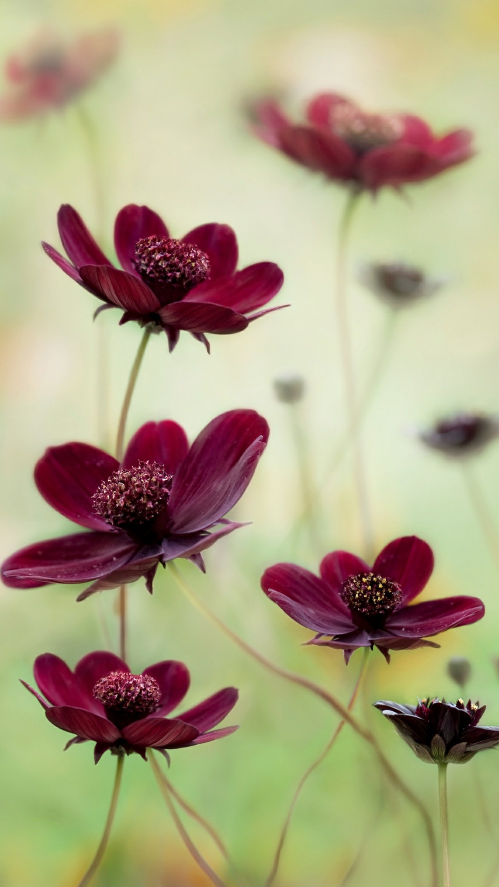 Il y a beaucoup de fleurs violettes qui poussent dans l'herbe (chocolat, cosmos, fleurs)