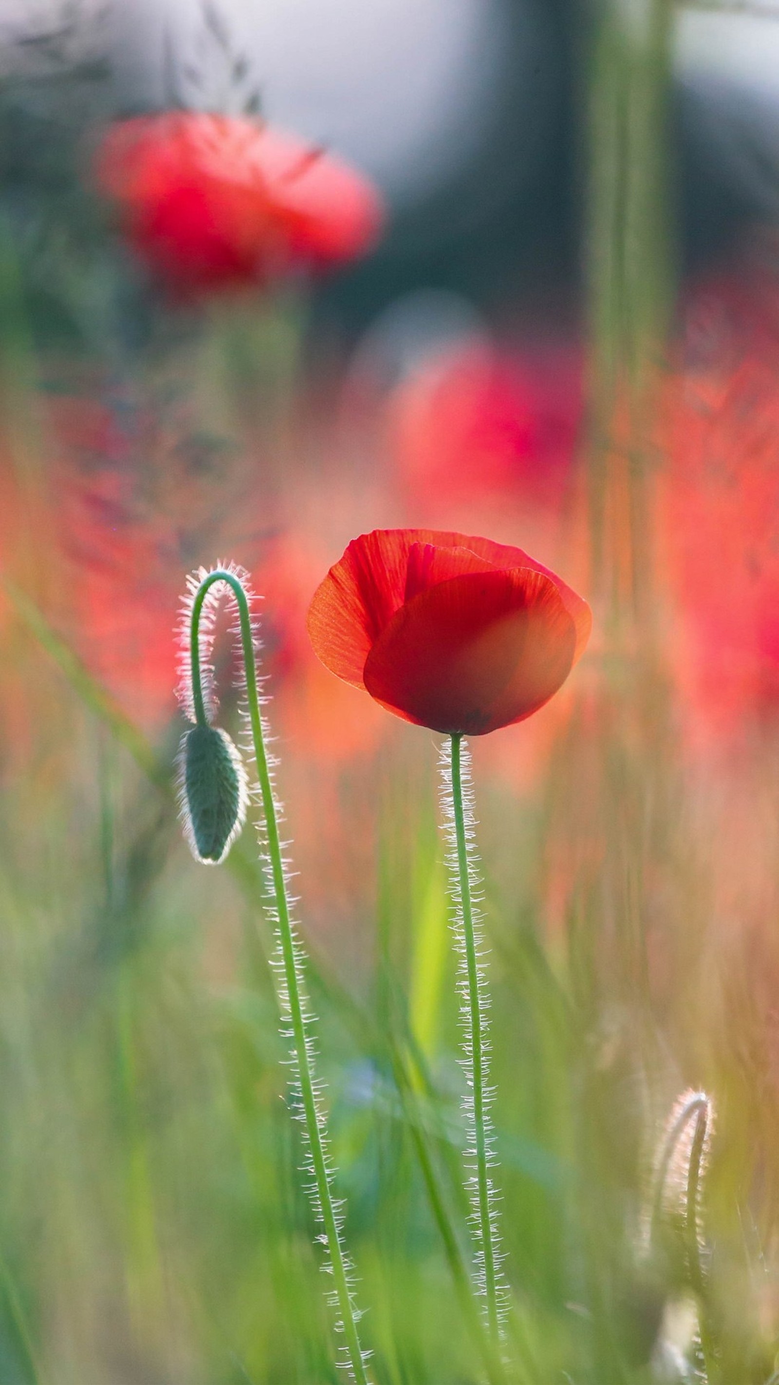 Lade 1080p, bokeh, blumen, hd, macro Hintergrund herunter