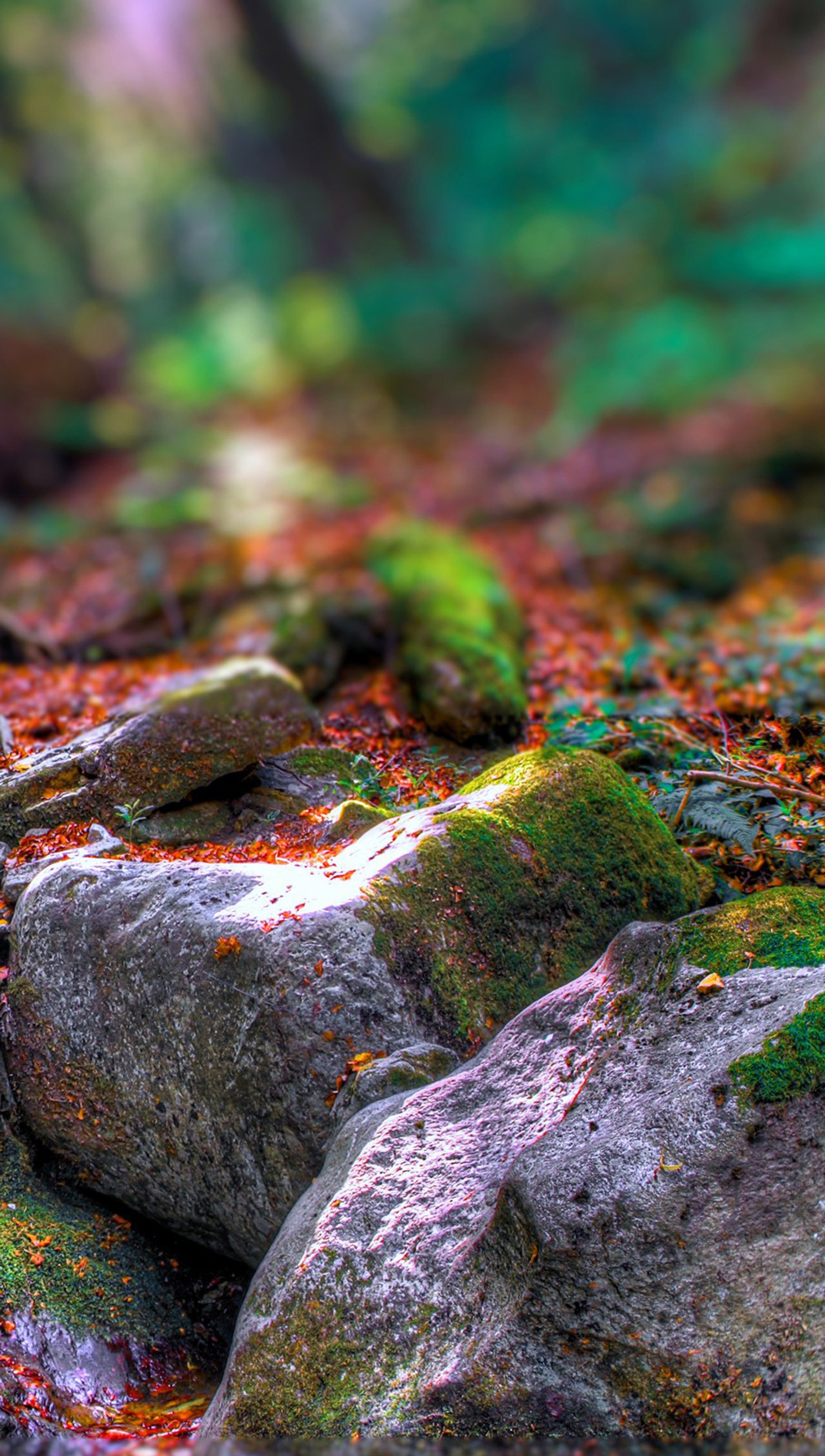 There is a teddy bear sitting on a rock in the woods (forest, river, stream)