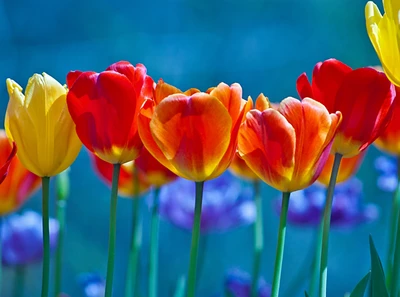 Vibrant Tulips in Bloom: A Colorful Spring Meadow