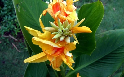 plante à fleurs, jaune, orange, pétale, plante herbacée