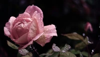 Eine zarte rosa Rosenknospe, geschmückt mit glitzernden Tautropfen, umgeben von üppigen grünen Blättern, die das Wesen eines ruhigen Gartens nach dem Regen einfängt.