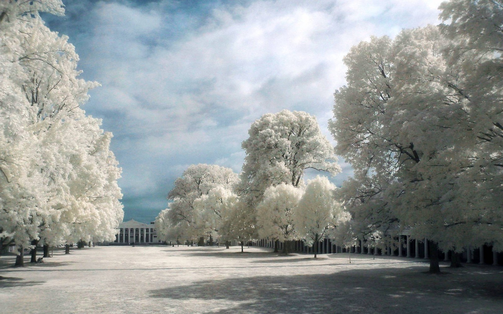 tree, winter, freezing, cloud, frost wallpaper