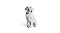 labrador puppy, monochrome, white aesthetic, cute dog, black and white wallpaper