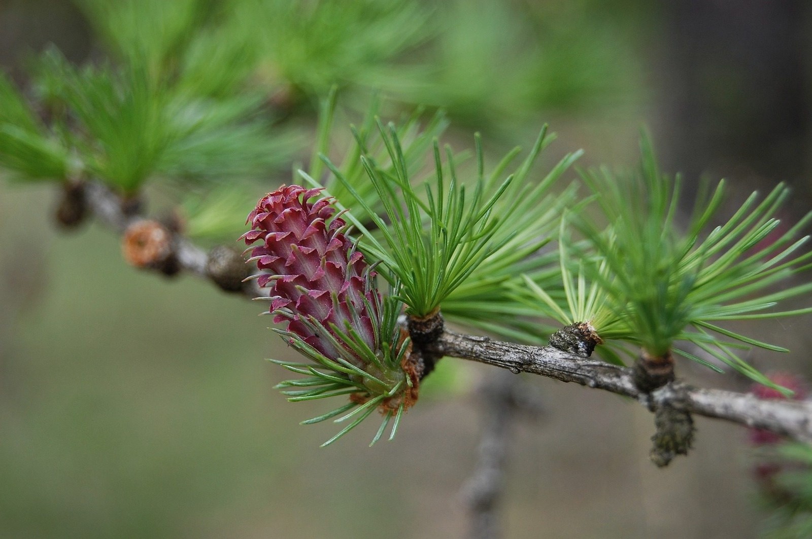 Vue aérienne d'une branche de pin avec un cône dessus (végétation, mélèze, pinheiro, arbre, conifères)