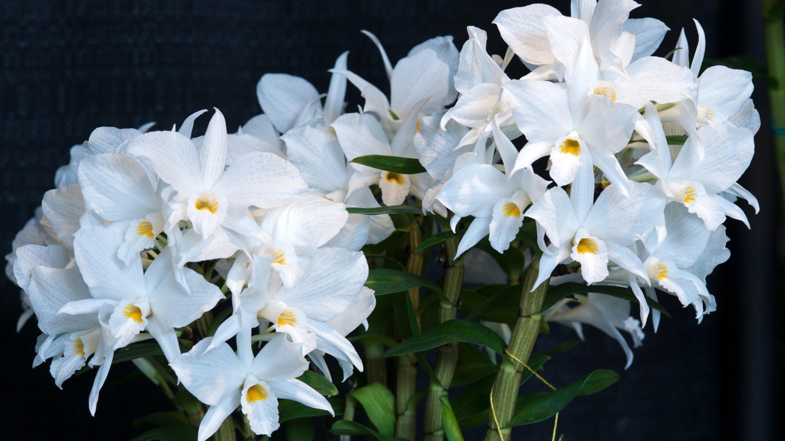 Hay muchas flores blancas en un jarrón sobre una mesa (orquídeas, tallo de planta, planta floreciendo, blanco, pétalo)