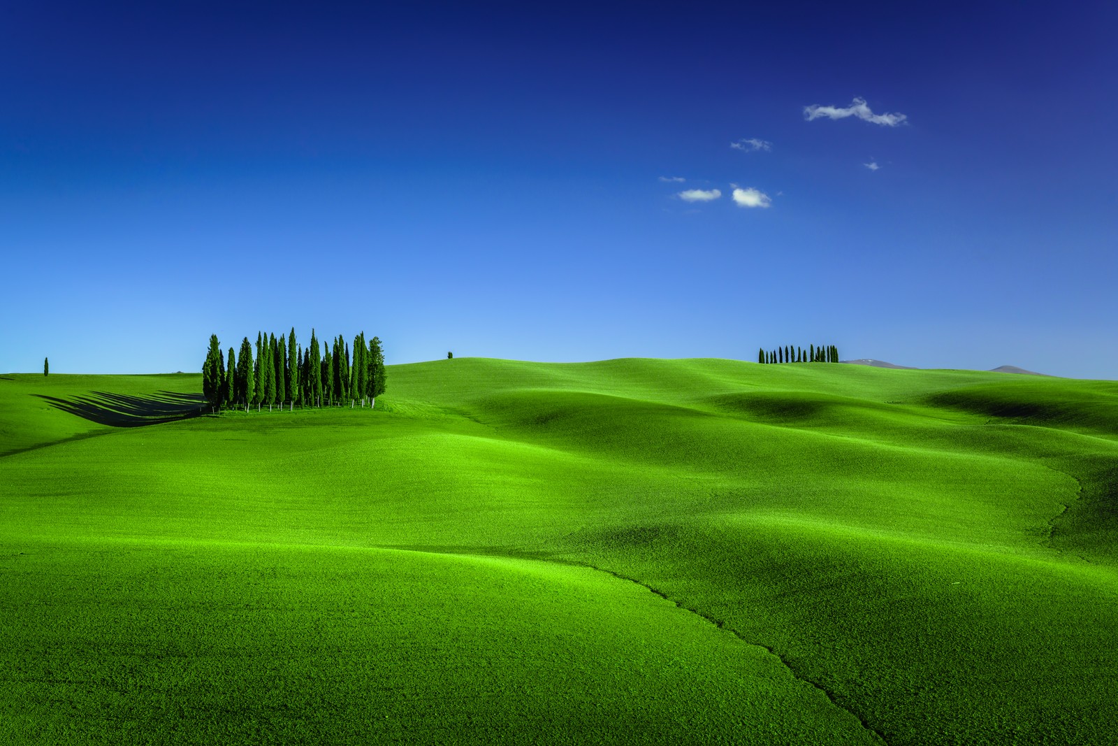 A green field with trees and a blue sky (green meadow, torrenieri, tuscany, italy, clear sky)