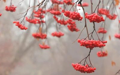 Baies de sorbier rouges vibrantes sur une branche printanière brumeuse