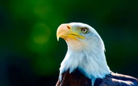 aigle, aigle à tête blanche, oiseau, bec, oiseau de proie