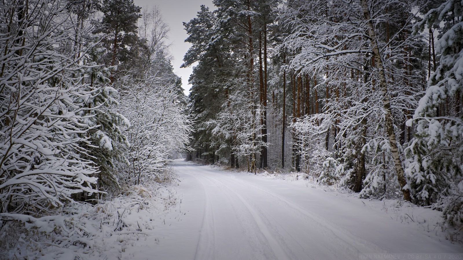 Arafed road in the middle of a snowy forest with trees (forest, plant, snow, natural landscape, twig)