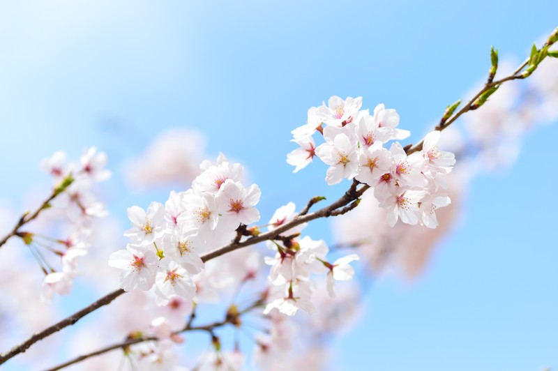 Крупный план ветки дерева с белыми цветами (cherry flowers, 5k, цветение сакуры, весна, растение)