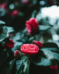 Primer plano de un vibrante botón rojo de camelia entre un exuberante follaje verde