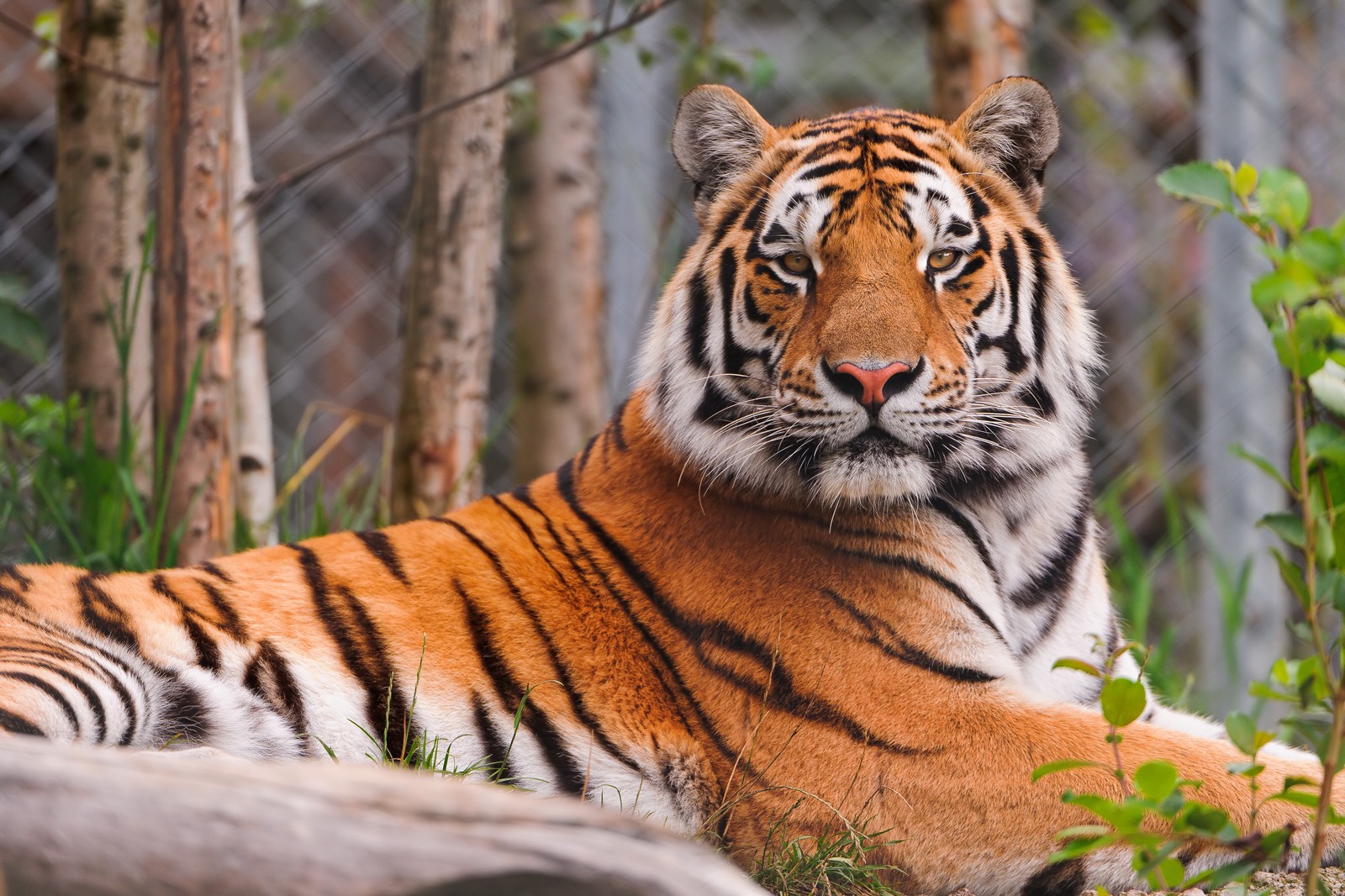 staring, siberian tiger, zoo, amur tiger, big cat Download Wallpaper