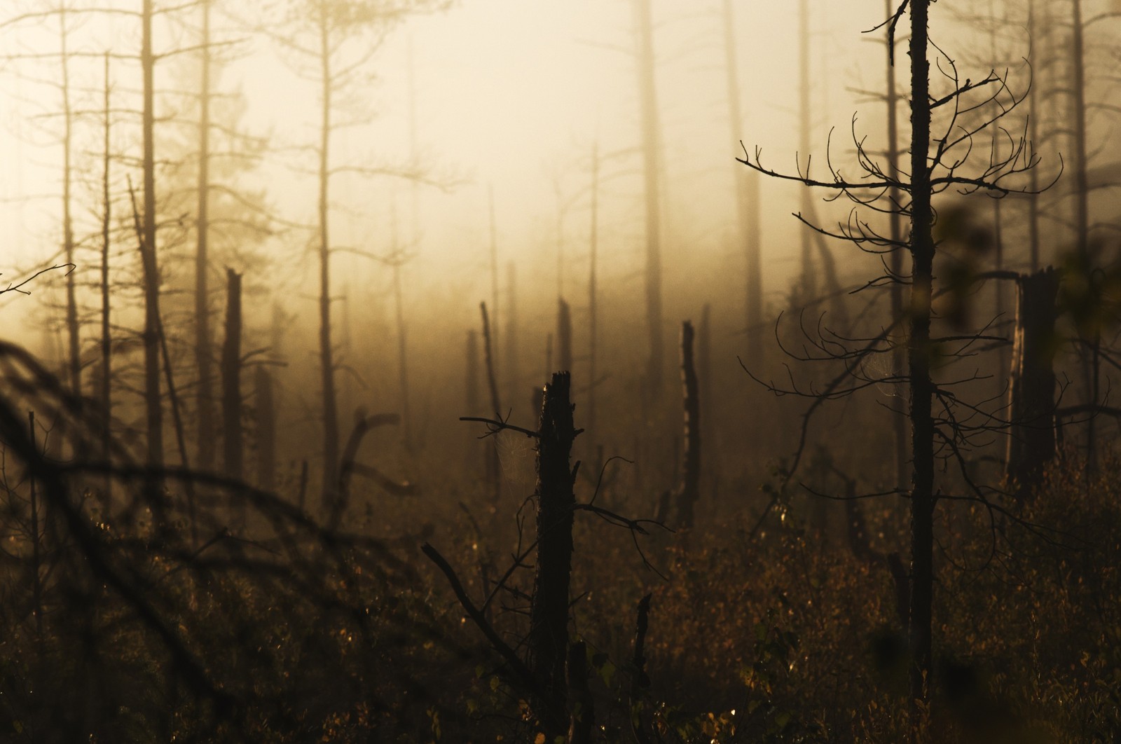 Bäume in einem wald mit einem nebligen himmel und der sonne, die durch die bäume scheint. (atmosphäre, baum, wald, morgen, zweig)