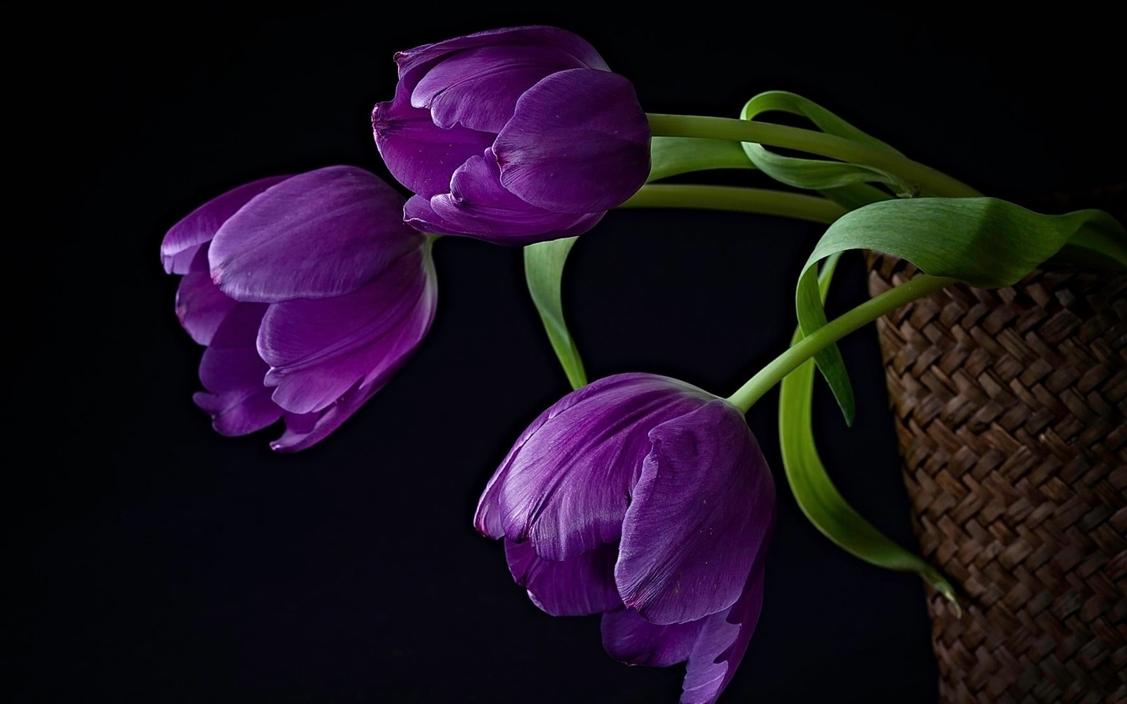 Tulipas roxas em um vaso de vime sobre um fundo preto (roxo, planta com flores, pétala, violeta, planta)