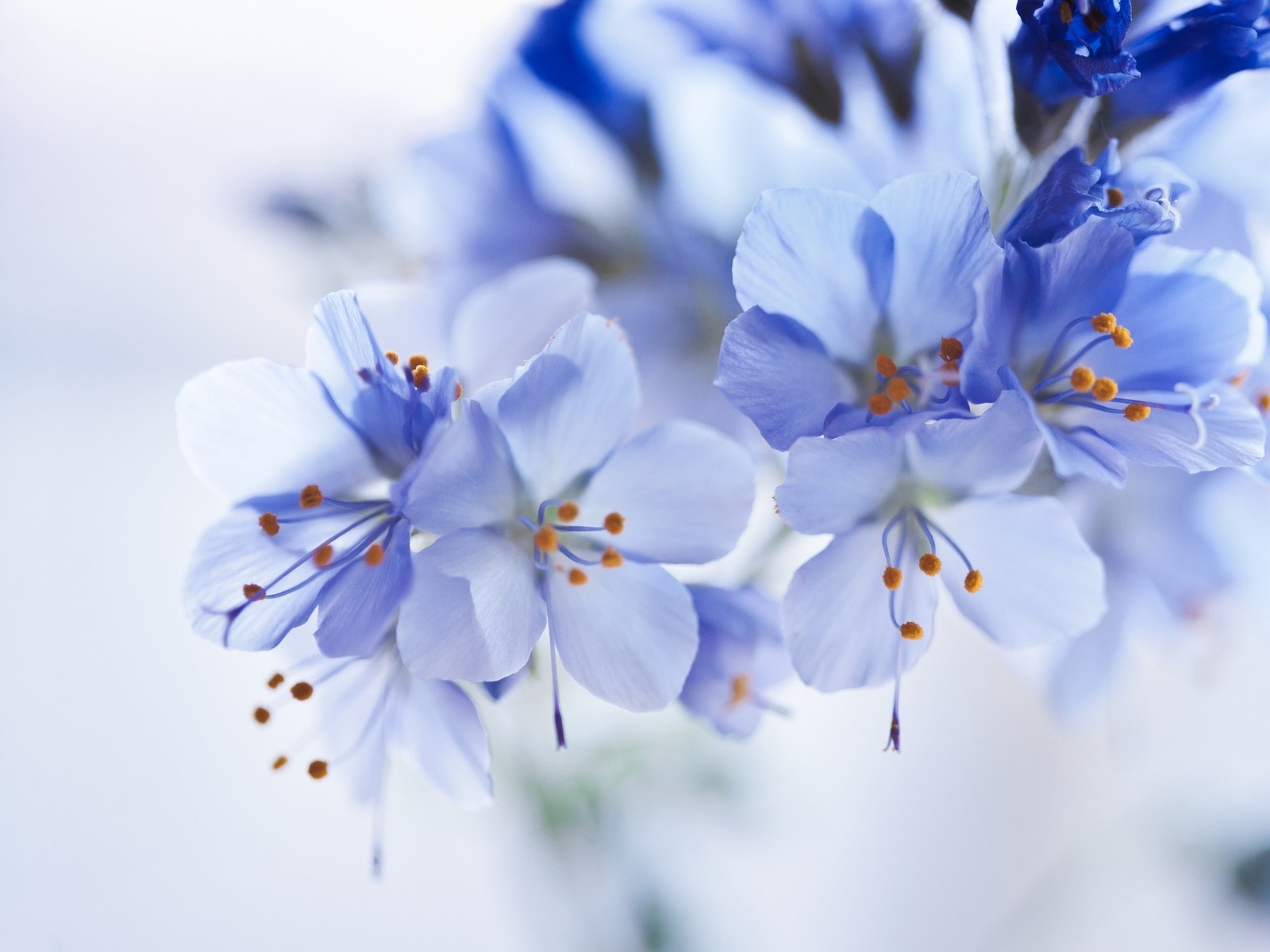 color scheme, flower, color, blue, white wallpaper