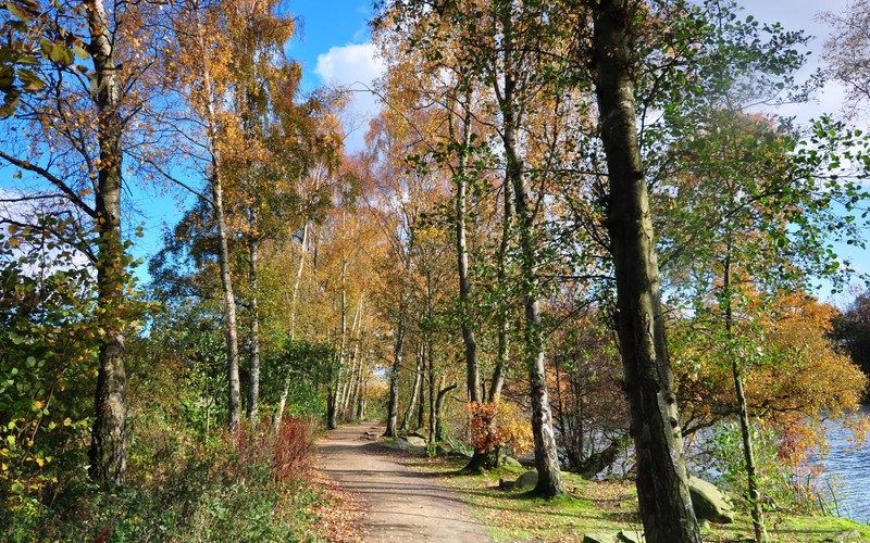 Un chemin dans les bois avec un banc et un lac (arbre, nature, plante ligneuse, boisé, automne)