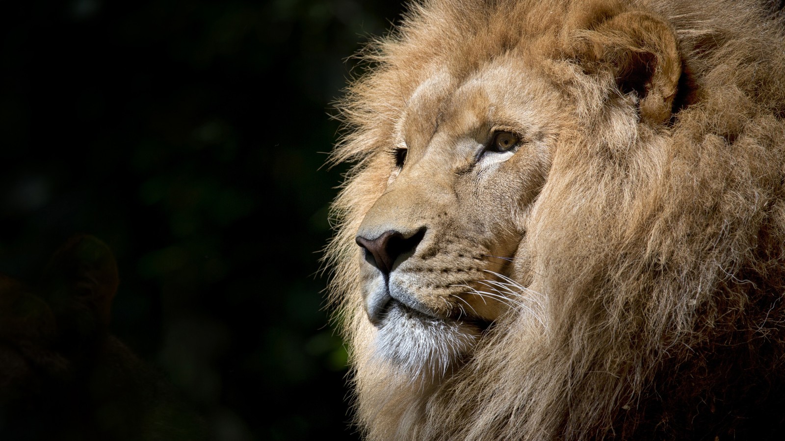 Hay un león mirando algo en la distancia (león, animales)