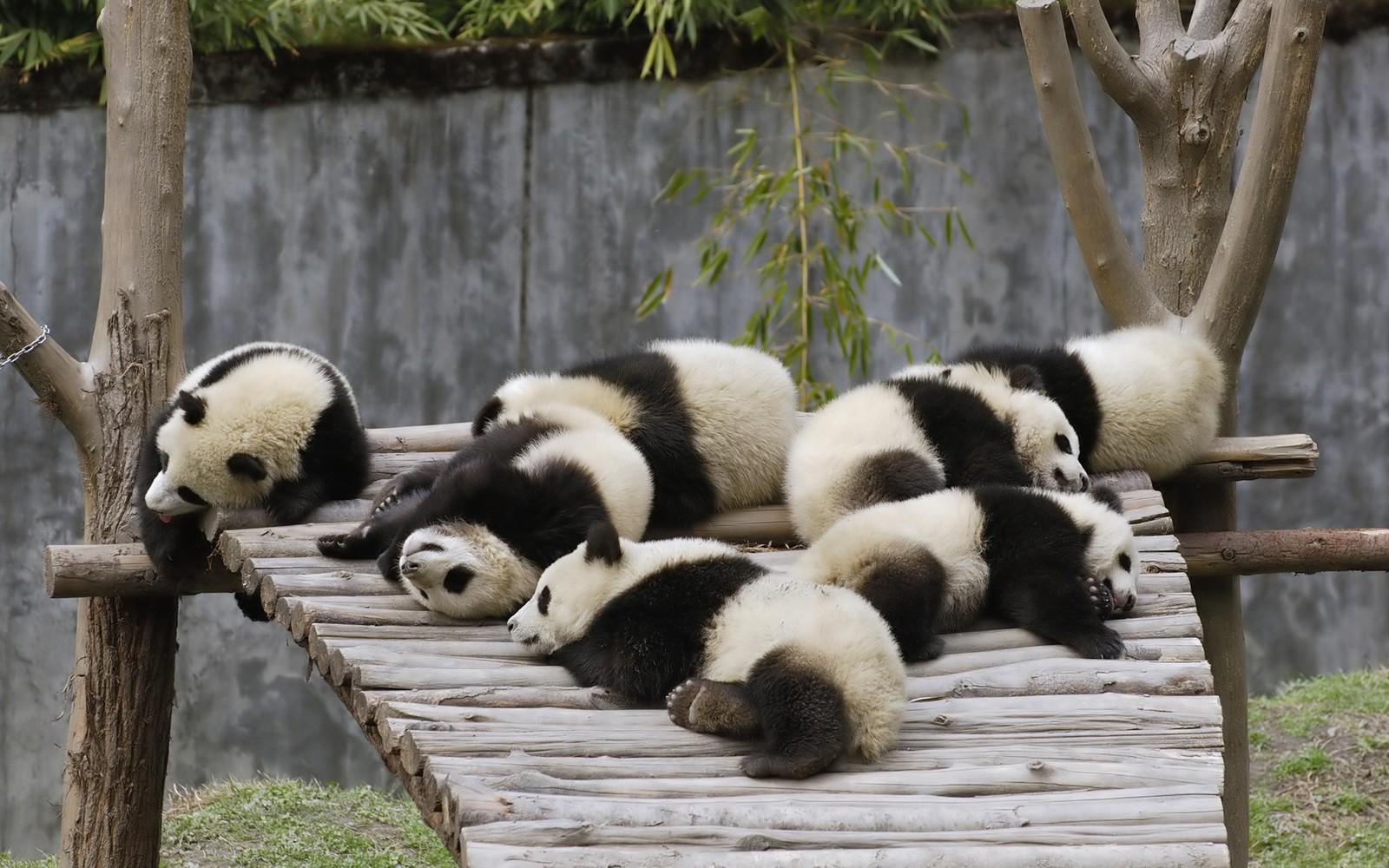 Plusieurs ours pandas dorment sur une plateforme en bois dans un zoo (panda géant, animal terrestre, ours, museau, faune)