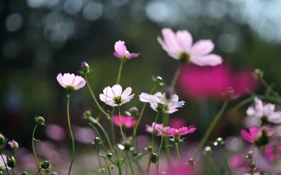 planta com flores, flor silvestre, planta, pétala, rosa