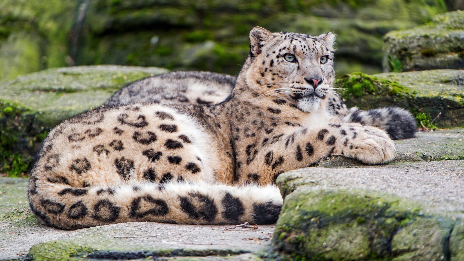 Araffe laying on a rock in a zoo enclosure (leopard, snow leopard, snowy owl, eye, felidae)