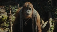 Orangutan Leader in the Kingdom of the Planet of the Apes