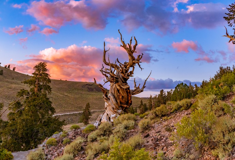 Крупный план дерева на холме на фоне неба (bristlecone pine tree, одинокое дерево, закат, вечер, пейзаж)