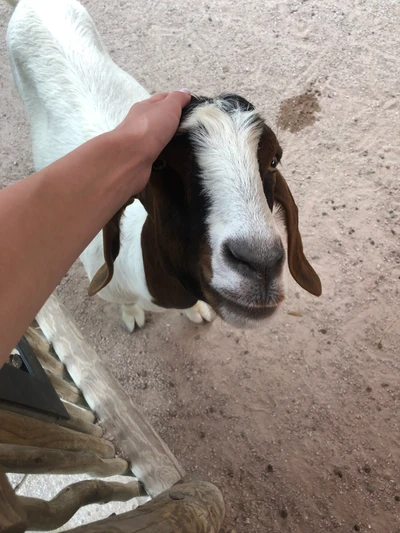 Cabra amigável desfrutando de uma sessão de carinho