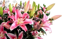 Elegantly Arranged Pink Lily Bouquet for Special Occasions