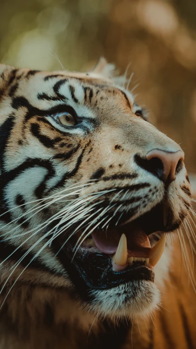 Gros plan majestueux d'un tigre du Bengale mettant en valeur ses moustaches féroces et son regard intense.