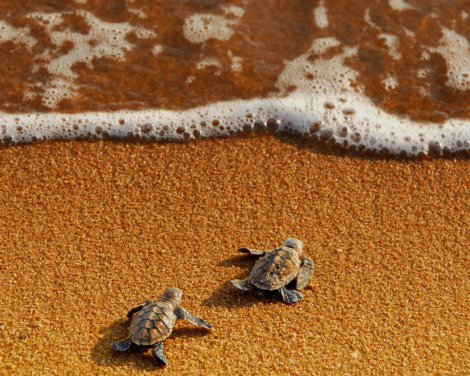 Zwei babyschildkröten, die am strand zum ozean laufen (von riyadhali66, by riyadhali66, schildkröte und meer)