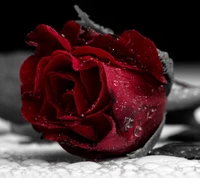 Red Rose Adorned with Dew Drops