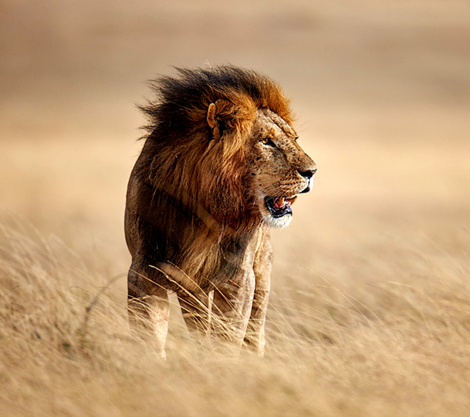 lion, wild Download Wallpaper