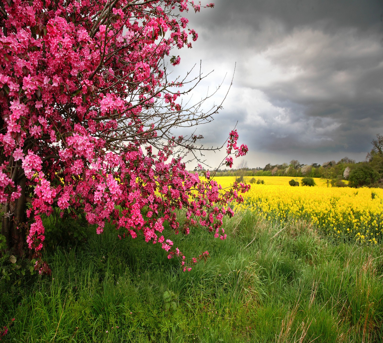 Ein araucaria-baum mit rosa blumen auf einem feld von gelben blumen (abej, beograd, frühling)