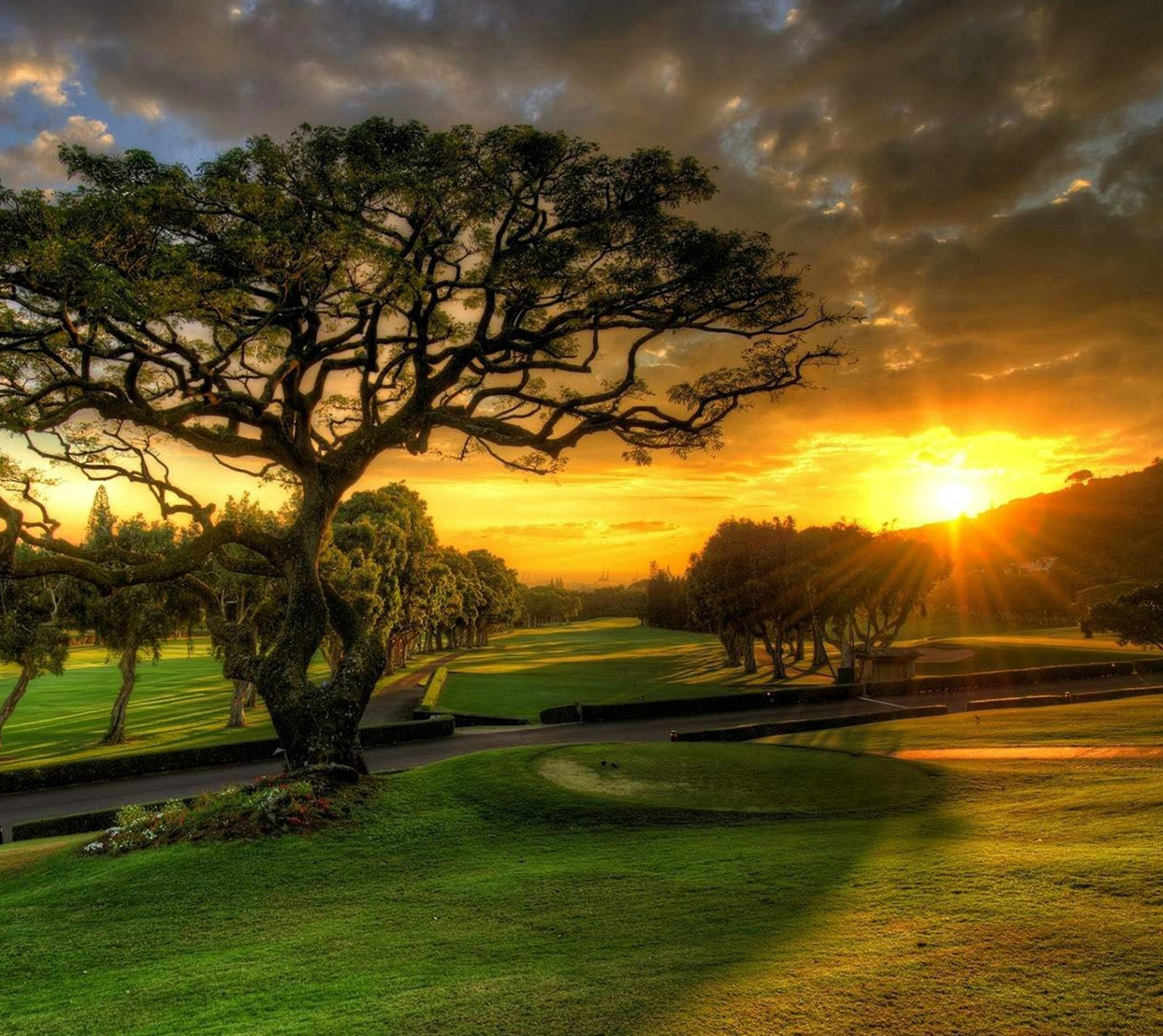 A tree in a field with a sunset behind it (amazing, green, sunset)