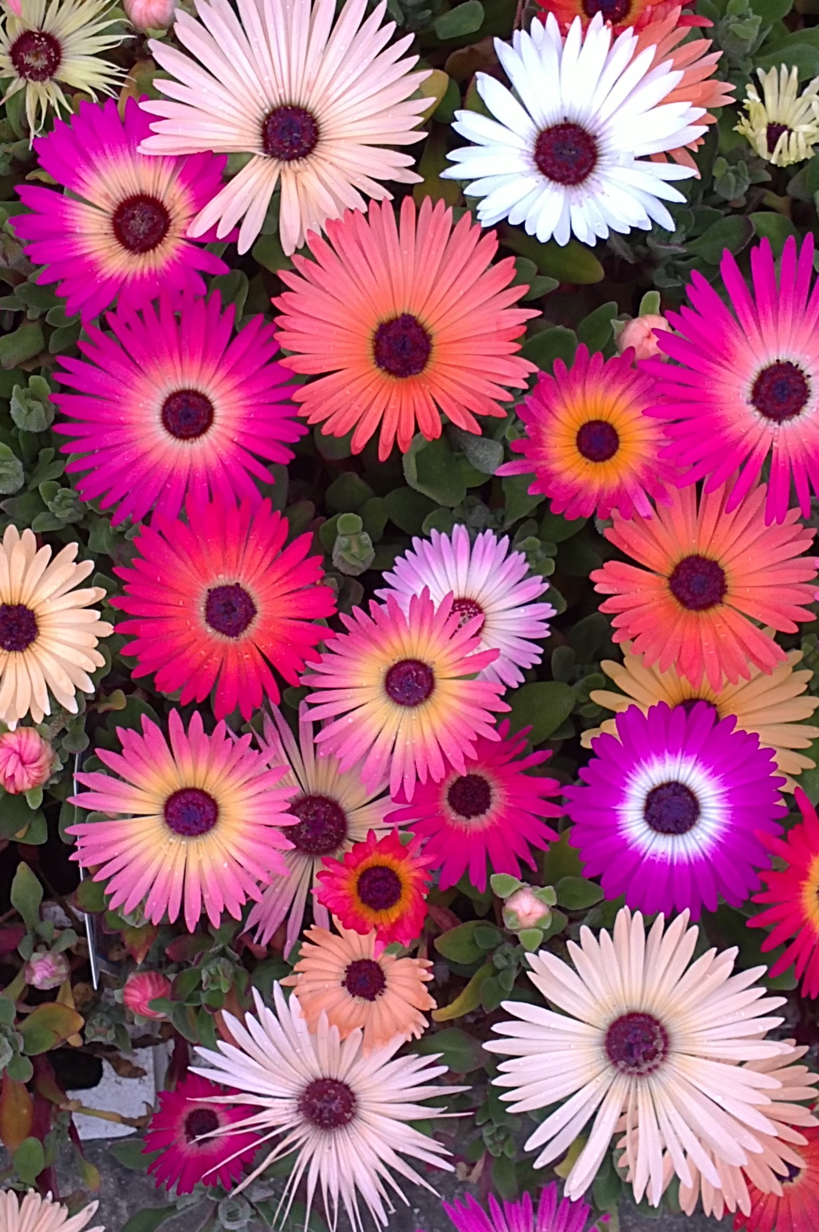 A close up of a bunch of flowers with pink and yellow petals (bright, flowers, pink)