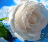 Elegant White Rose Against a Cool Blue Background