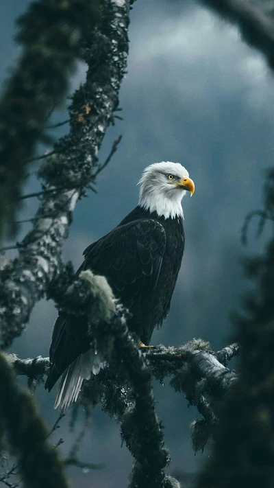 glatzköpfig, weißkopfseeadler, vogel, adler, natur