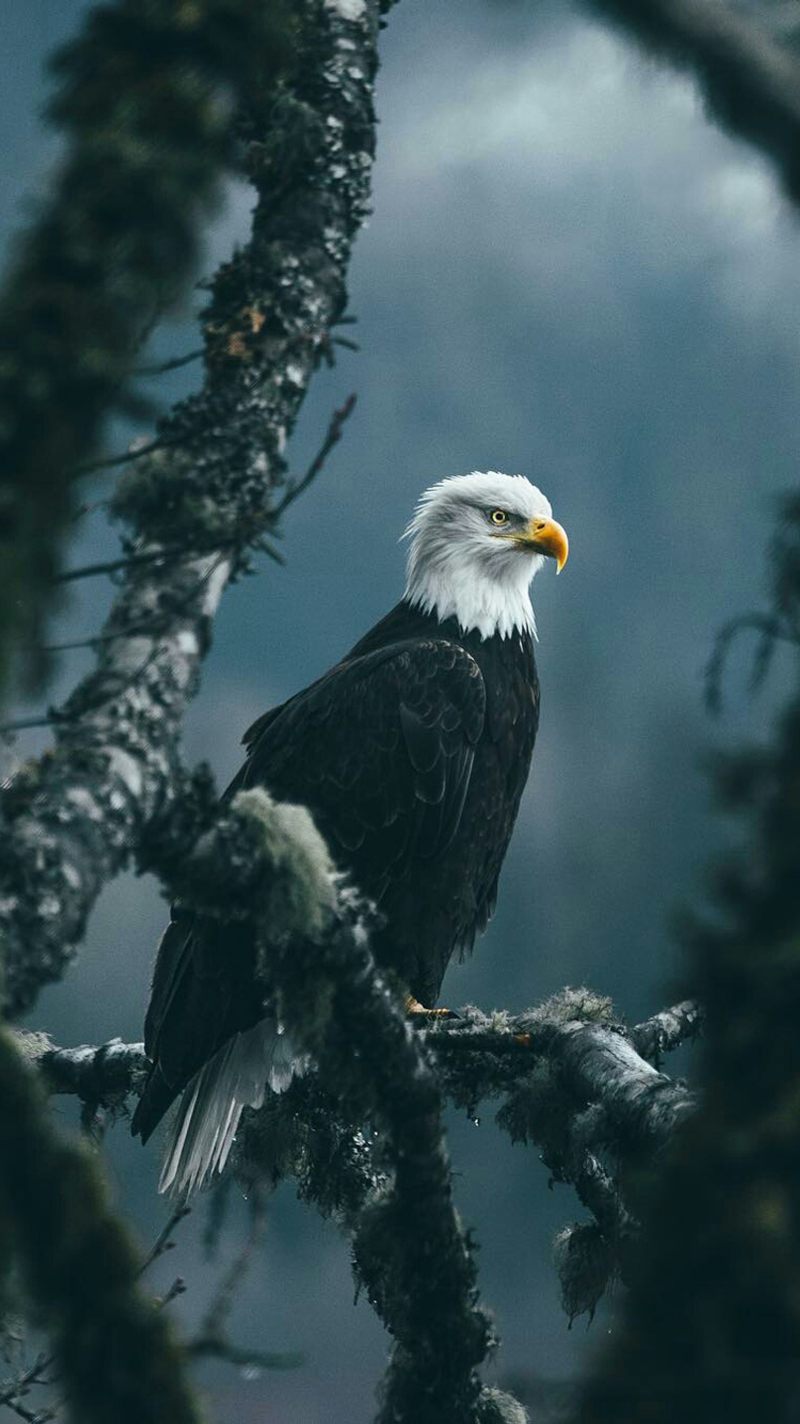 There is a bald eagle sitting on a branch in a tree (bald, bald eagle, bird, eagle, nature)