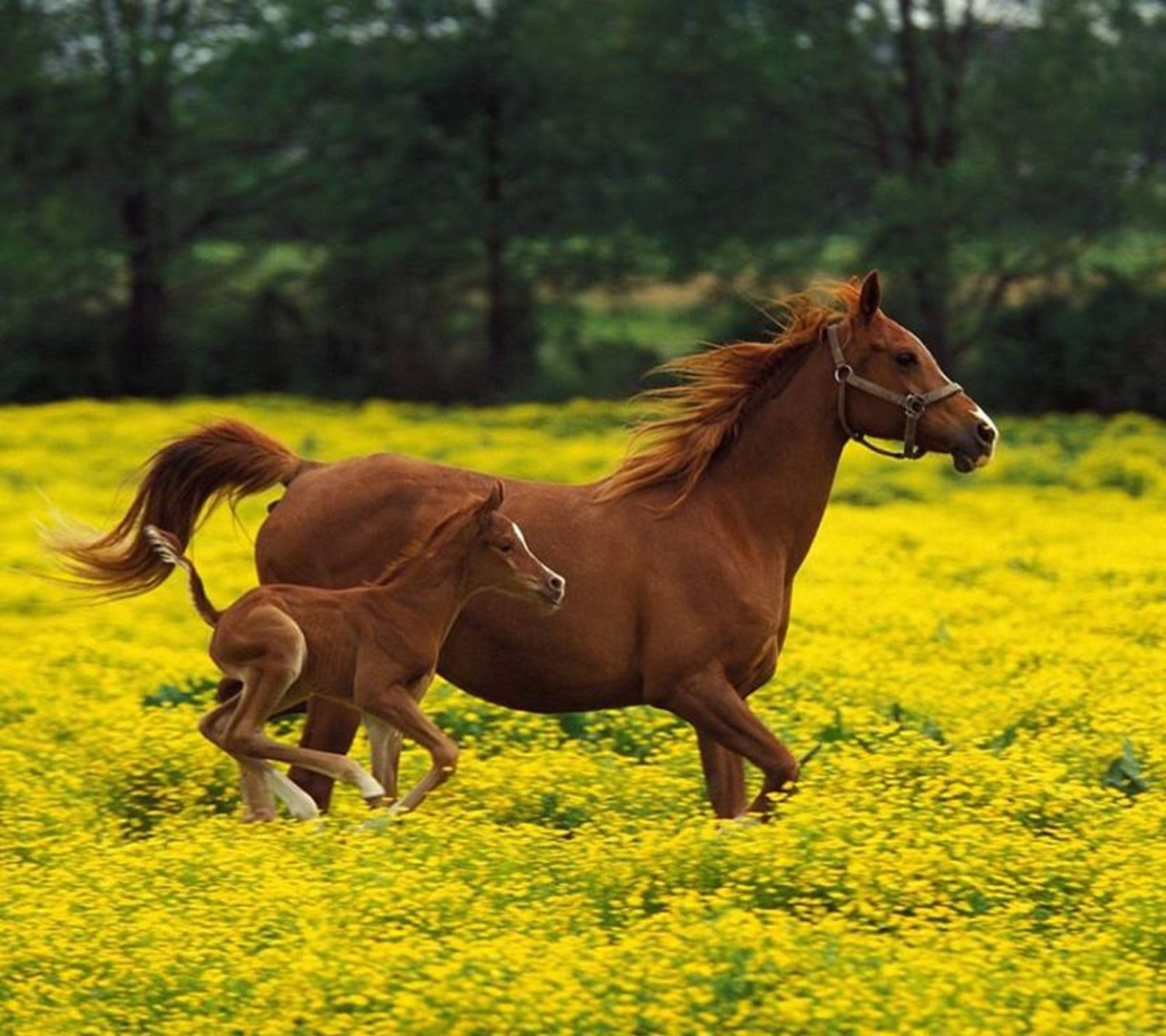 Caballos corriendo en un campo de flores amarillas con árboles de fondo (and landscape, caballos)